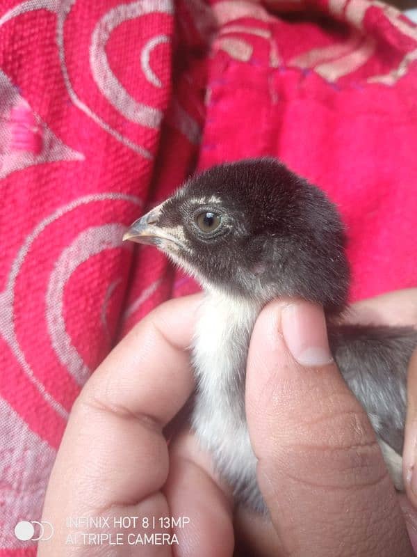 baby chicks aseel 8