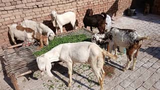 6 months male Goat for sale/چھ بکرے سیل کرنے ہیں