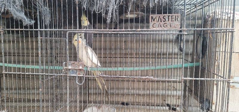 Selling Birds with Cages 0