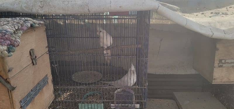 Selling Birds with Cages 3