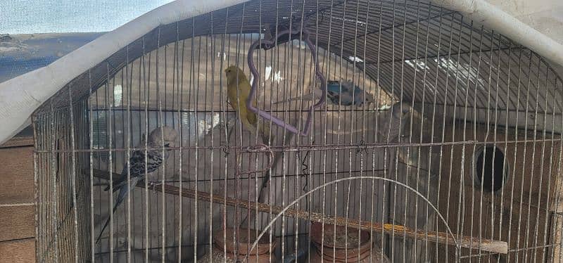 Selling Birds with Cages 4