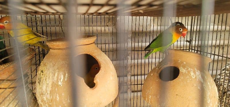 Selling Birds with Cages 9