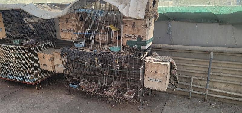 Selling Birds with Cages 16