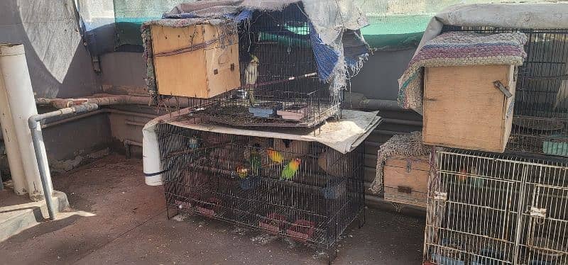 Selling Birds with Cages 18