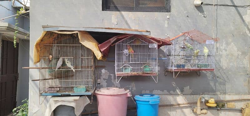 Selling Birds with Cages 19