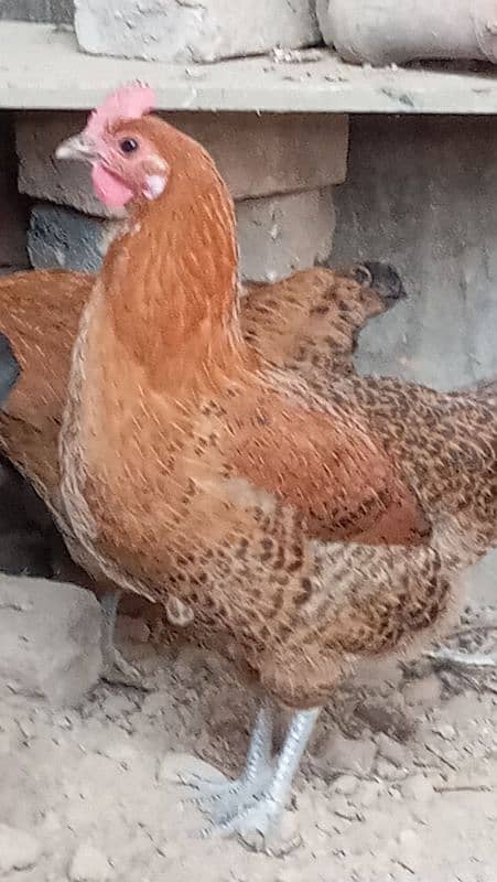 hens for sale 1