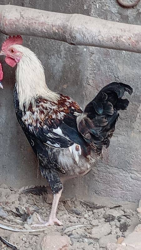 hens for sale 3