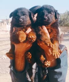 top quality gsd proper long coat pair 2 month for sale