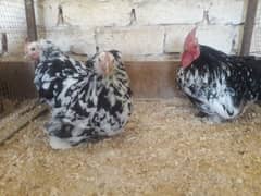 6 weeks Mottled Cochin Bantam chicks Fancy male silki Polish parrott