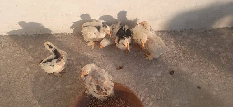 6 weeks Mottled Cochin Bantam chicks Fancy male silki Polish parrott 2