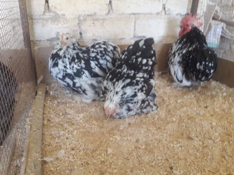 6 weeks Mottled Cochin Bantam chicks Fancy male silki Polish parrott 4