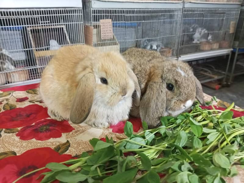 Holland lop rabbit baby pair | Bunnies | Rabbit male | Rabbit female 0