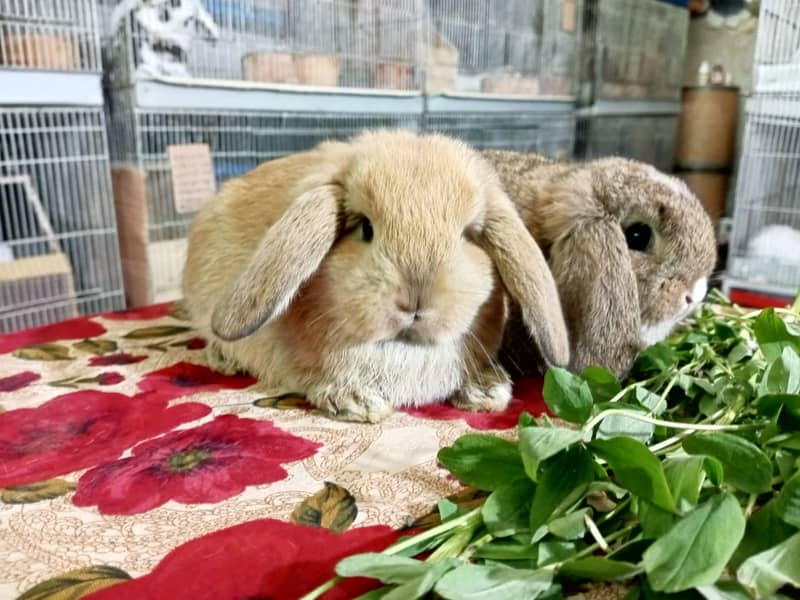 Holland lop rabbit baby pair | Bunnies | Rabbit male | Rabbit female 1