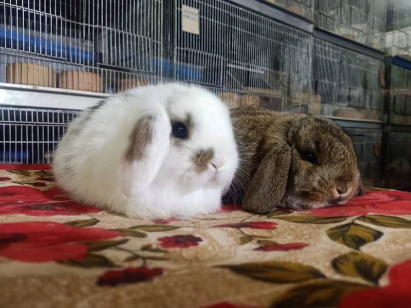 Holland lop rabbit baby pair | Bunnies | Rabbit male | Rabbit female 3