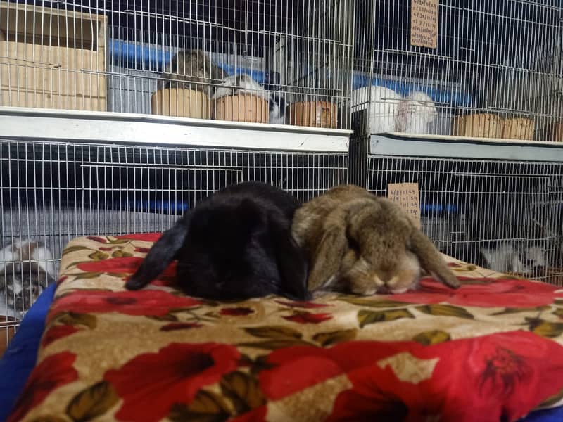 Holland lop rabbit baby pair | Bunnies | Rabbit male | Rabbit female 4