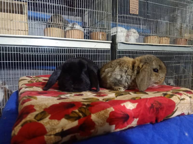 Holland lop rabbit baby pair | Bunnies | Rabbit male | Rabbit female 5