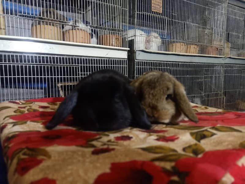 Holland lop rabbit baby pair | Bunnies | Rabbit male | Rabbit female 6