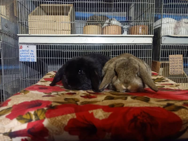 Holland lop rabbit baby pair | Bunnies | Rabbit male | Rabbit female 7