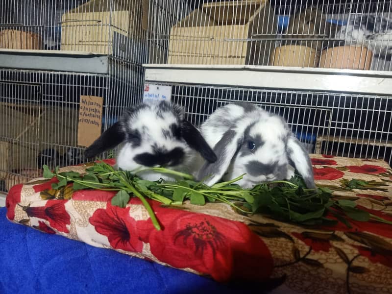 Holland lop rabbit baby pair | Bunnies | Rabbit male | Rabbit female 8