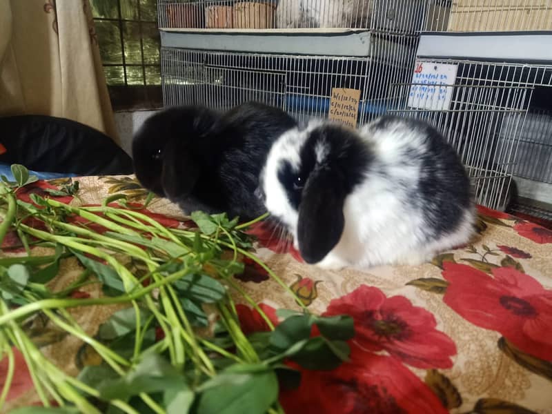 Holland lop rabbit baby pair | Bunnies | Rabbit male | Rabbit female 9