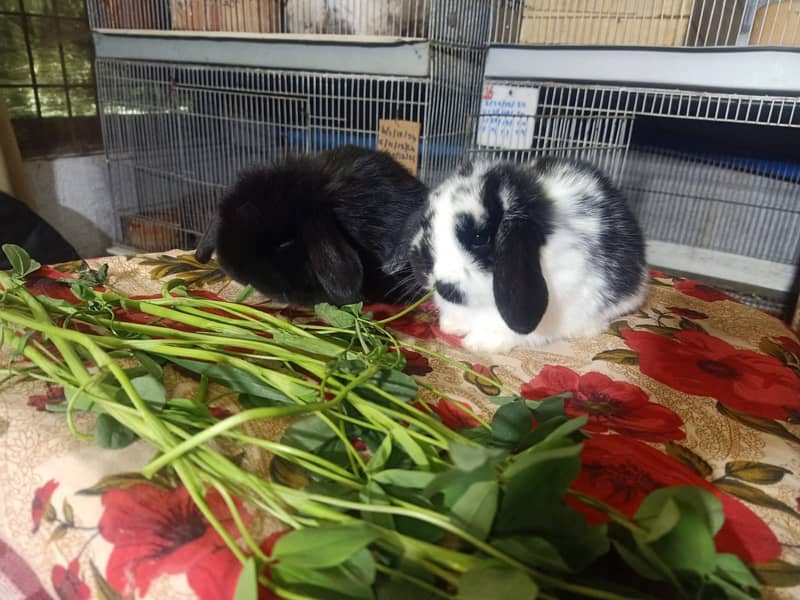 Holland lop rabbit baby pair | Bunnies | Rabbit male | Rabbit female 10