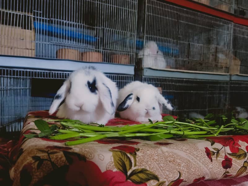 Holland lop rabbit baby pair | Bunnies | Rabbit male | Rabbit female 11