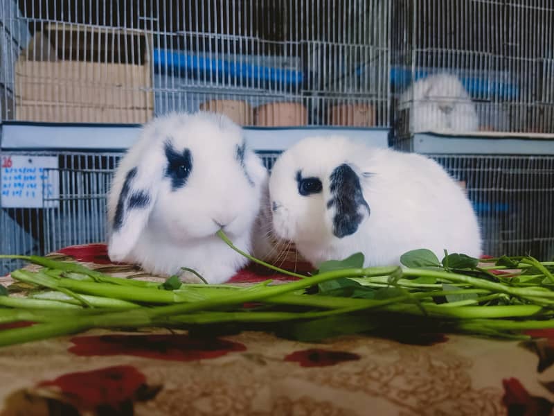 Holland lop rabbit baby pair | Bunnies | Rabbit male | Rabbit female 12