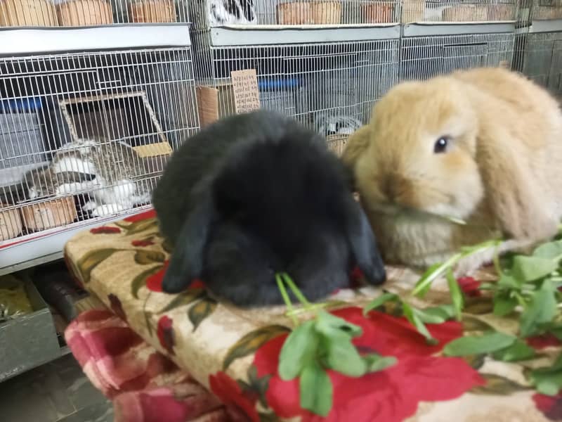 Holland lop rabbit baby pair | Bunnies | Rabbit male | Rabbit female 13