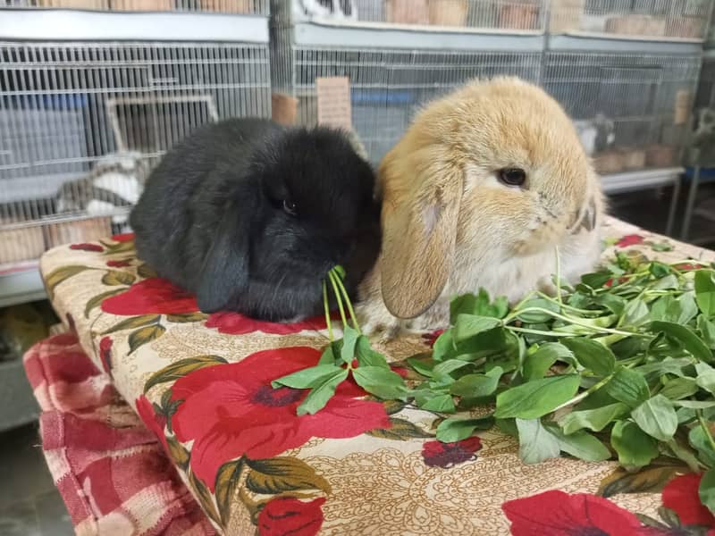 Holland lop rabbit baby pair | Bunnies | Rabbit male | Rabbit female 14