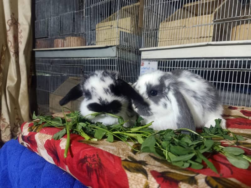 Holland lop rabbit baby pair | Bunnies | Rabbit male | Rabbit female 15