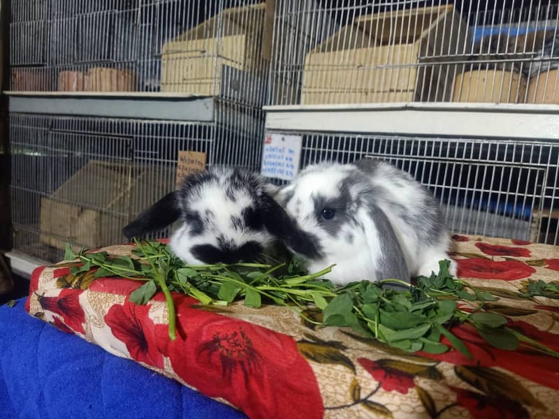 Holland lop rabbit baby pair | Bunnies | Rabbit male | Rabbit female 16