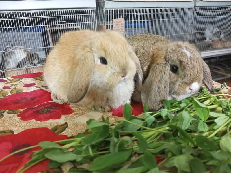 Holland lop rabbit baby pair | Bunnies | Rabbit male | Rabbit female 17