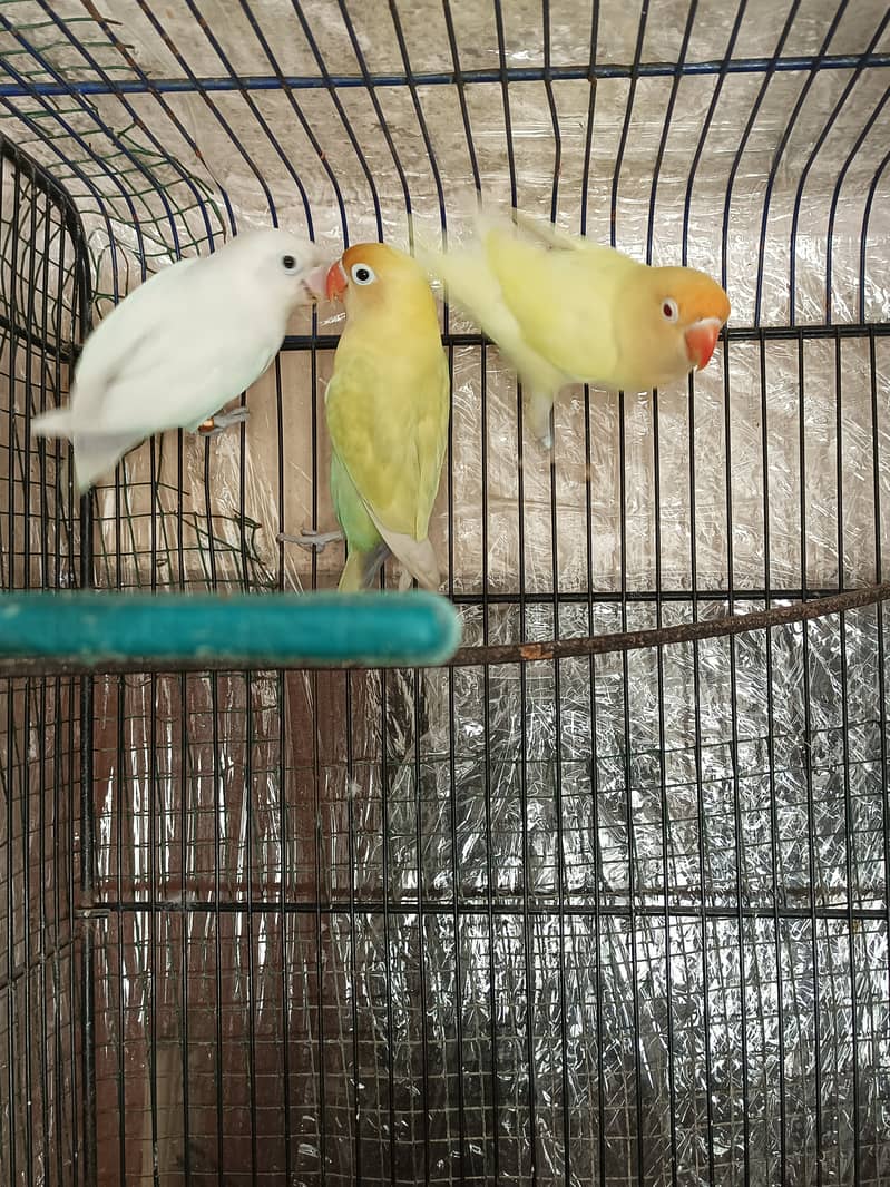 Half orange male, creamino to albino love birds 2