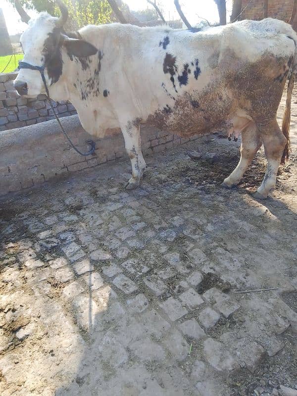 cow for sale 5 manth ki gabhn 0