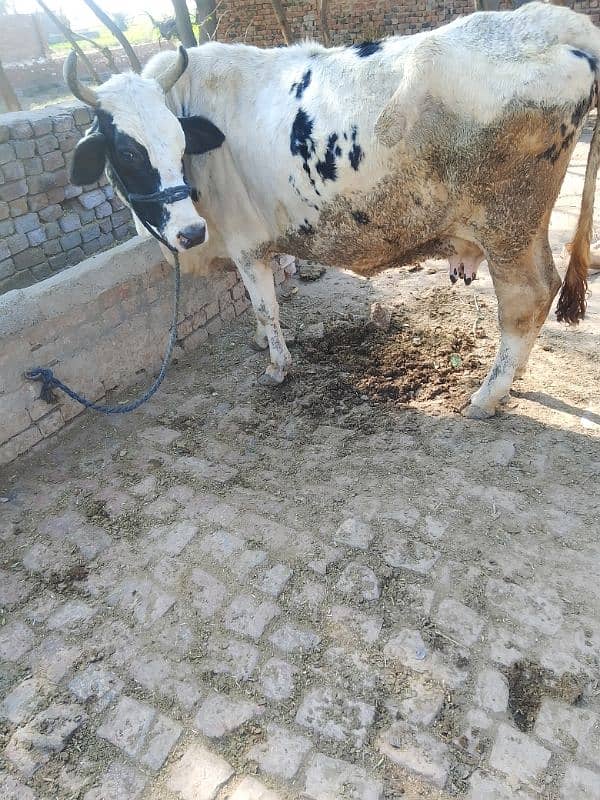 cow for sale 5 manth ki gabhn 1