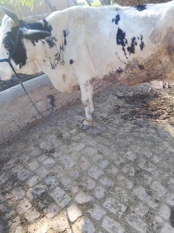 cow for sale 5 manth ki gabhn 2