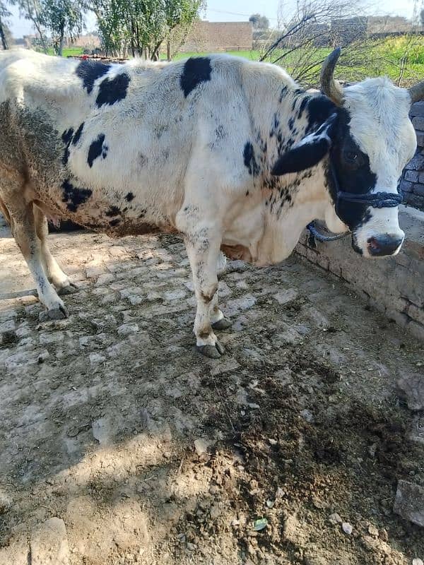 cow for sale 5 manth ki gabhn 3