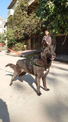 BLACK German shepherd double coat