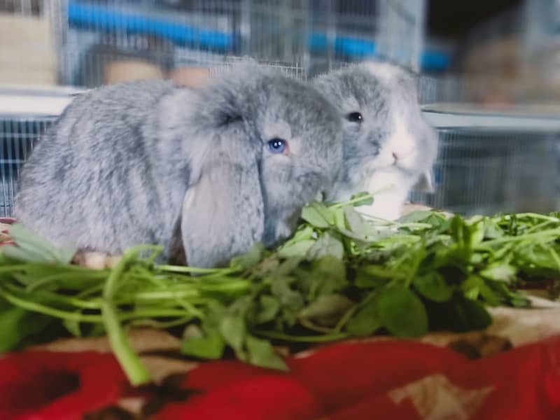 German Lop rabbit baby pair | Bunnies | Rabbit male | Rabbit female 1