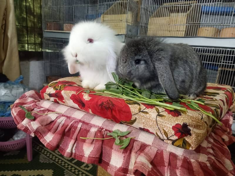 German Lop rabbit baby pair | Bunnies | Rabbit male | Rabbit female 13