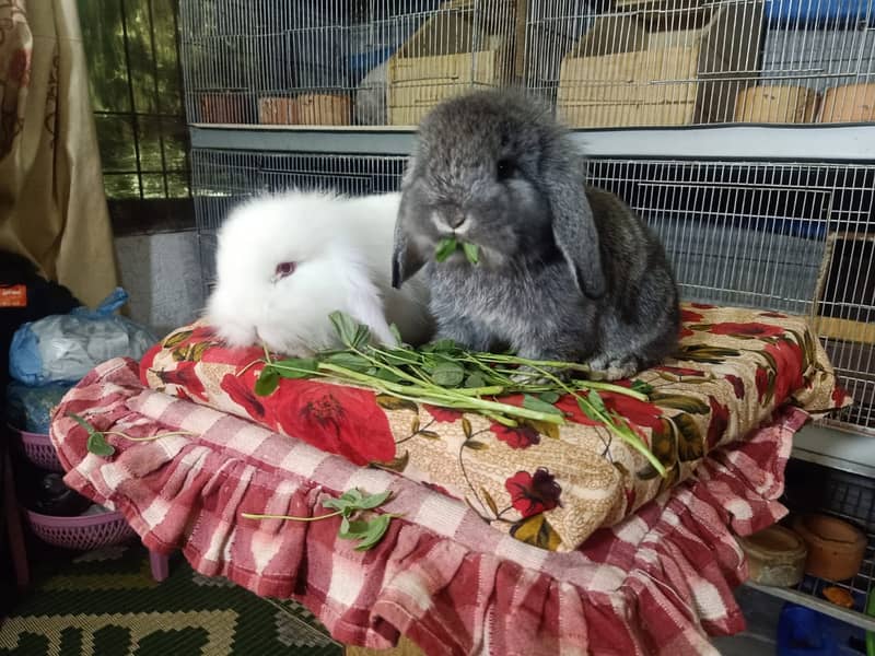 German Lop rabbit baby pair | Bunnies | Rabbit male | Rabbit female 2