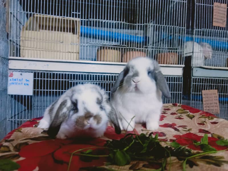 German Lop rabbit baby pair | Bunnies | Rabbit male | Rabbit female 3