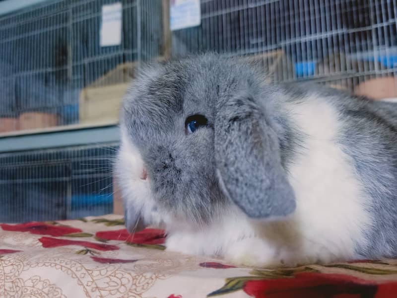 German Lop rabbit baby pair | Bunnies | Rabbit male | Rabbit female 4