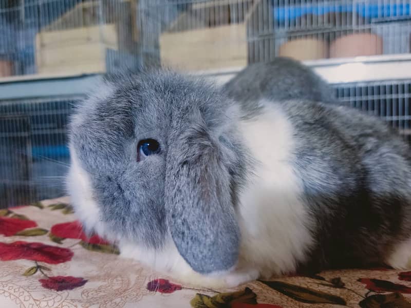 German Lop rabbit baby pair | Bunnies | Rabbit male | Rabbit female 5