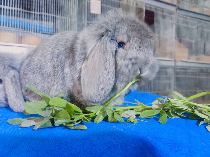 German Lop rabbit baby pair | Bunnies | Rabbit male | Rabbit female 6