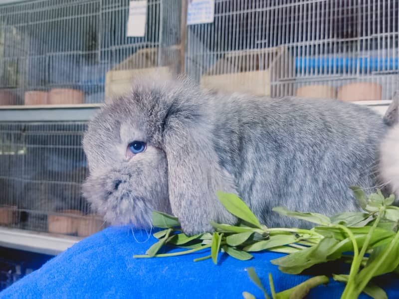 German Lop rabbit baby pair | Bunnies | Rabbit male | Rabbit female 7