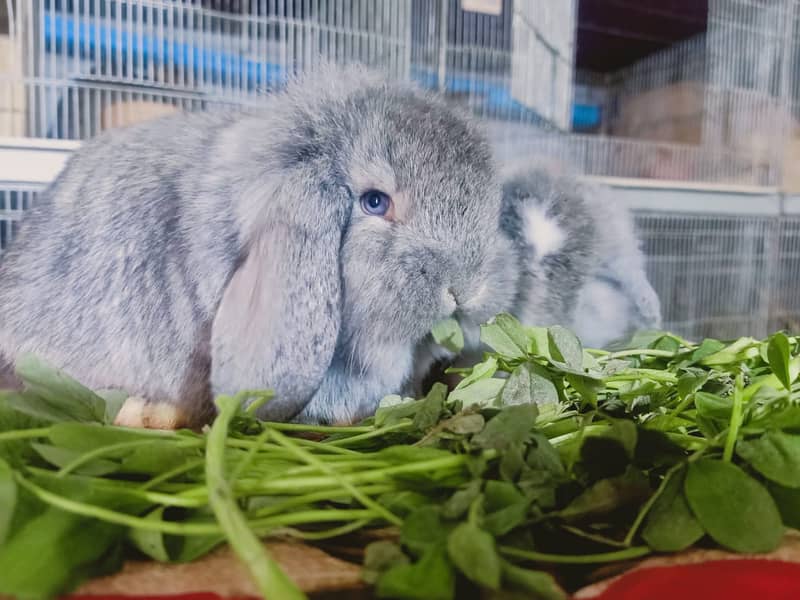 German Lop rabbit baby pair | Bunnies | Rabbit male | Rabbit female 8