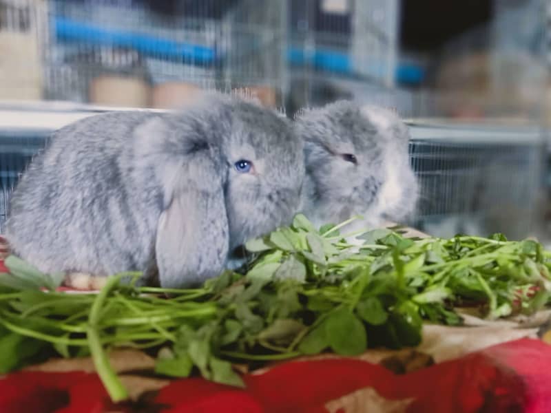 German Lop rabbit baby pair | Bunnies | Rabbit male | Rabbit female 10