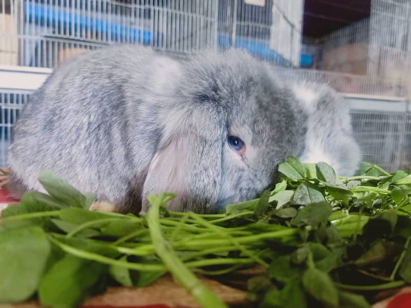 German Lop rabbit baby pair | Bunnies | Rabbit male | Rabbit female 11