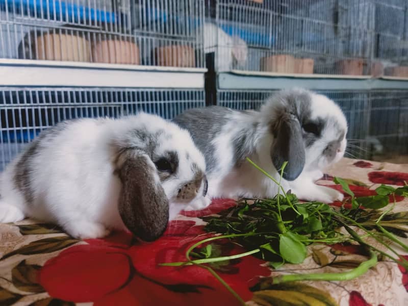 German Lop rabbit baby pair | Bunnies | Rabbit male | Rabbit female 12